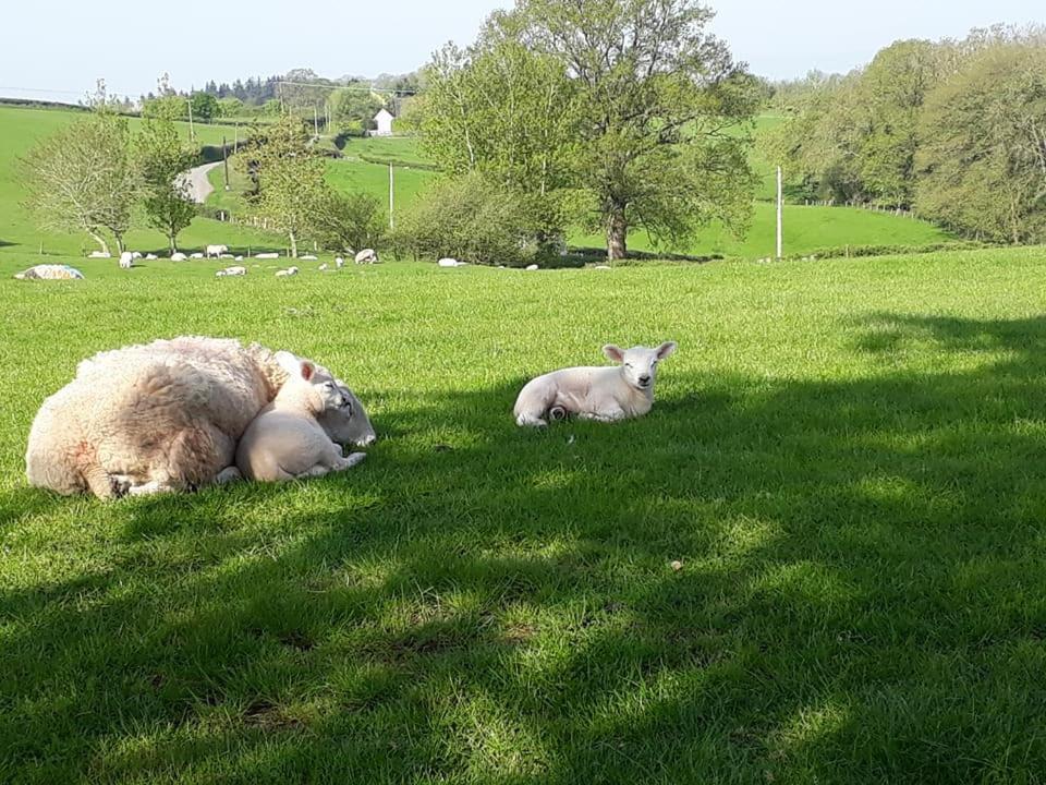 Ewe Retreat Shepherds Hut Hereford Zewnętrze zdjęcie